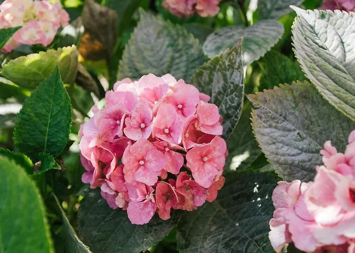 Civadelic * 트로기르